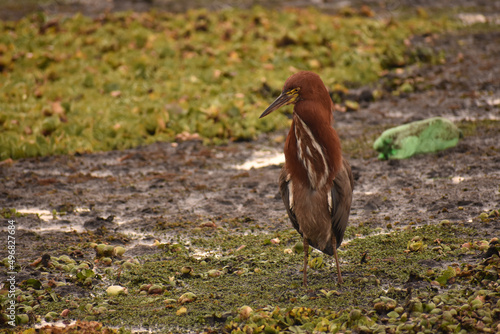 Rufescent tiger heron bird hunting for food in a park photo