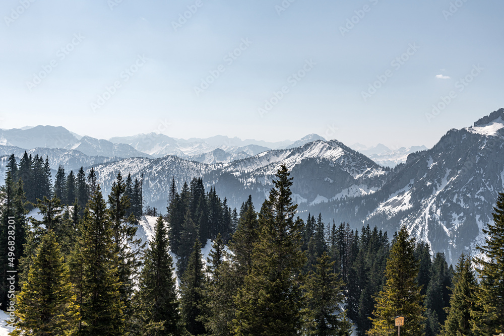 Beautiful and picturesque snowy mountains in the background, pine forest in front.