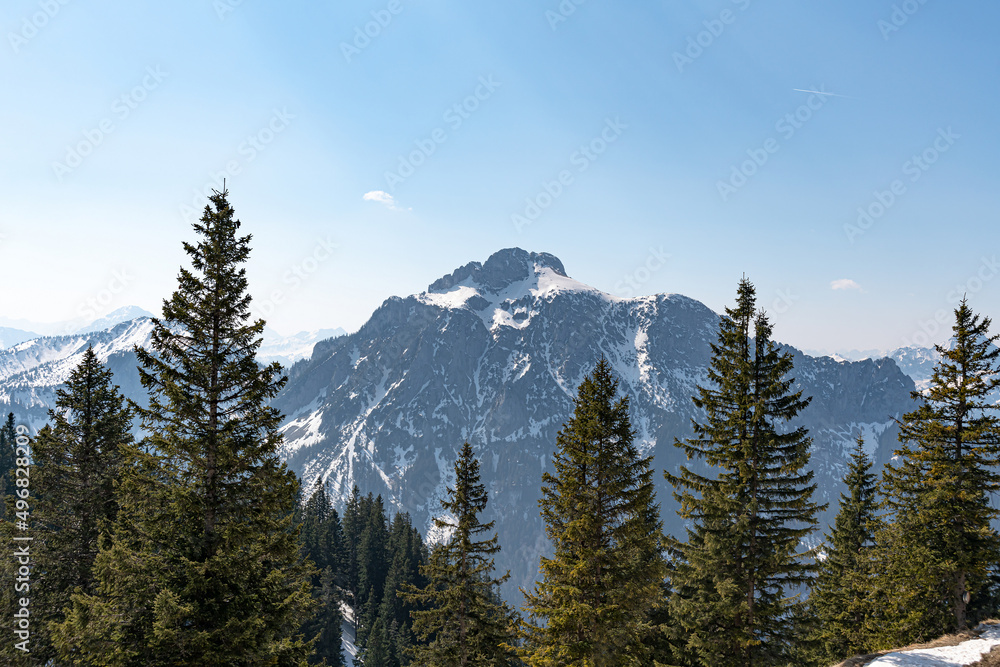 Pine forest among the snowy Alpine mountains. Pine forest among the snowy Alpine mountains.