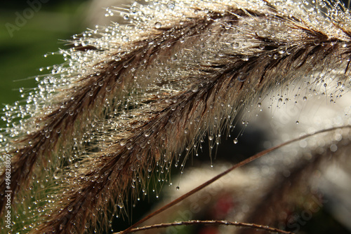 Anthoxanthum odoratum, known as sweet vernal grass photo