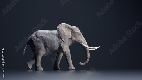 Elephant on dark background.