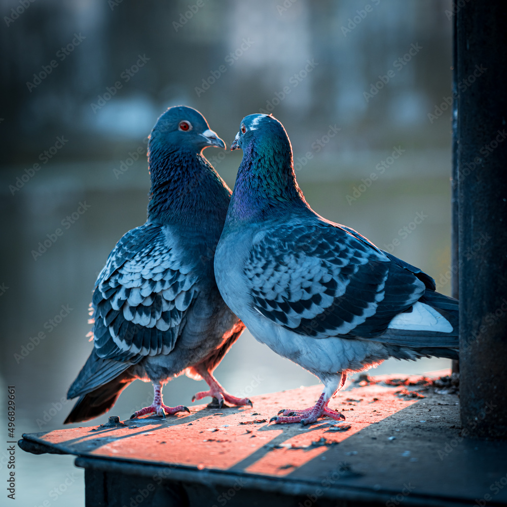 Ταπετσαρία Close-up shot of two lovely pigeons standing and looking at each other