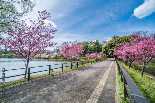                                                                          Famous cherry blossom spots in Yokohama  Japan