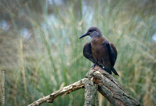 Selective focus of a black and brown noddy seabird perched on the branch photo