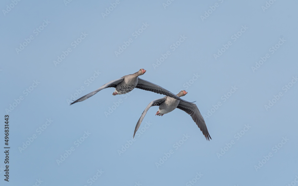 bird, himmel, fliegender, möve, fliegen, fliege, blau, gull, natur, meer, tier, flügel bird, himmel, fliegender, möve, fliegen, fliege, blau, gull, natur, meer, tier, flügel