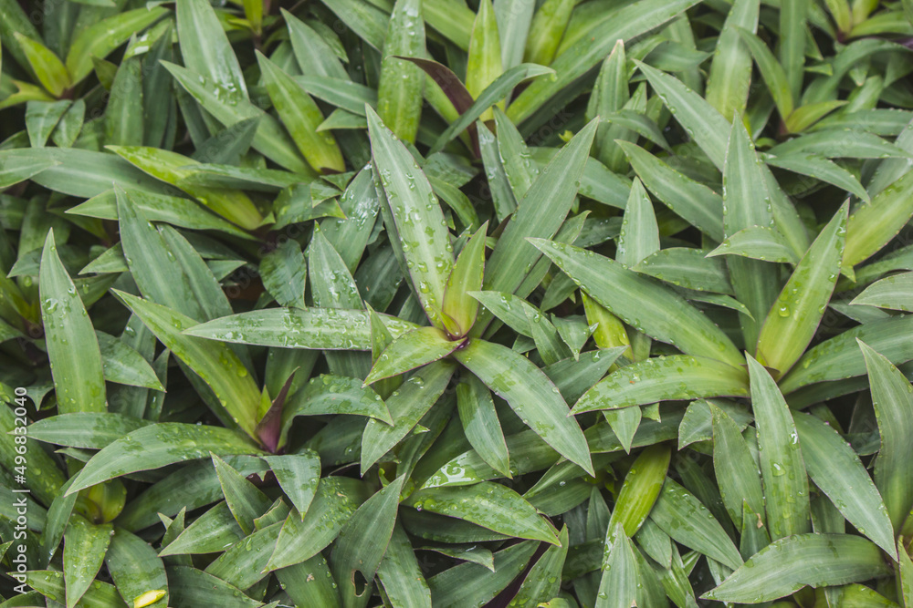 Fototapeta premium Tradescantia spathacea It is a medicinal plant that is easy to care for at home.