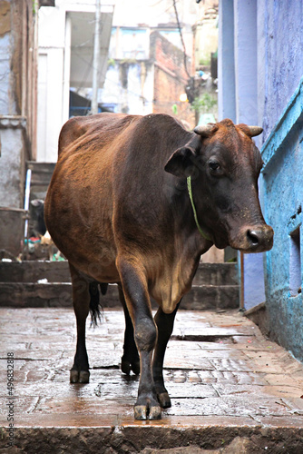 Sacred cow on the streets of Varanassi, India photo