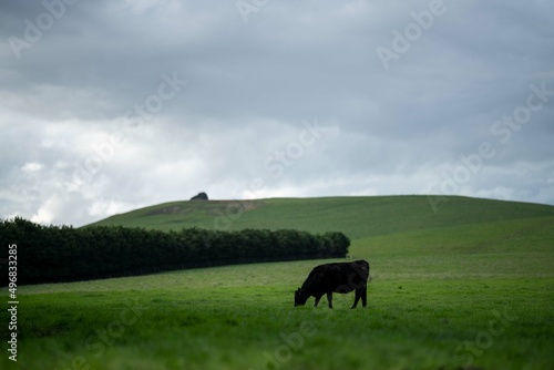 Stud Angus  wagyu  speckle park  Murray grey  Dairy and beef Cows and Bulls grazing on grass and pasture in a field. The animals are organic and free range  being grown on an agricultural farm