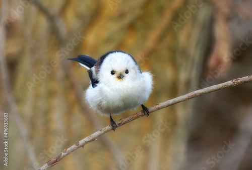Cute Long-tailed tit in autumn forest