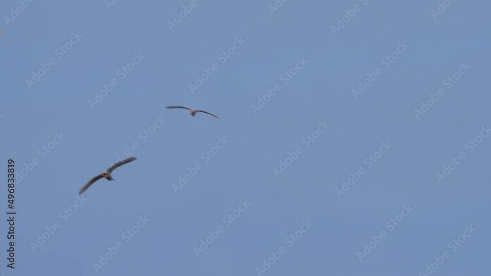 Couple of Western Cattle Egret flying on blue clear sunny sky over a natural park with autumn fall landscape tree Couple of Western Cattle Egret flying on blue clear sunny sky over a natural park with autumn fall landscape tree