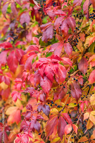 Closeup shot of colorful Parthenocissus vitacea in the ground photo