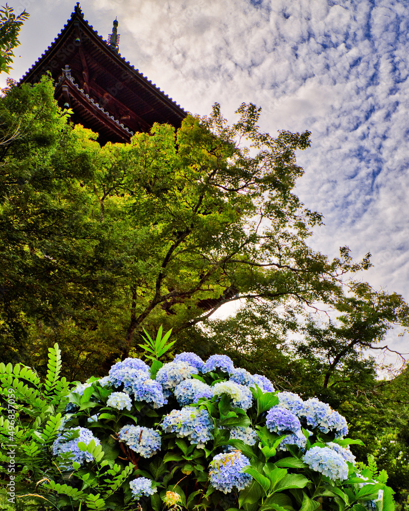 備中国分寺の紫陽花と五重の塔を見上げて 備中国分寺の紫陽花と五重の塔を見上げて