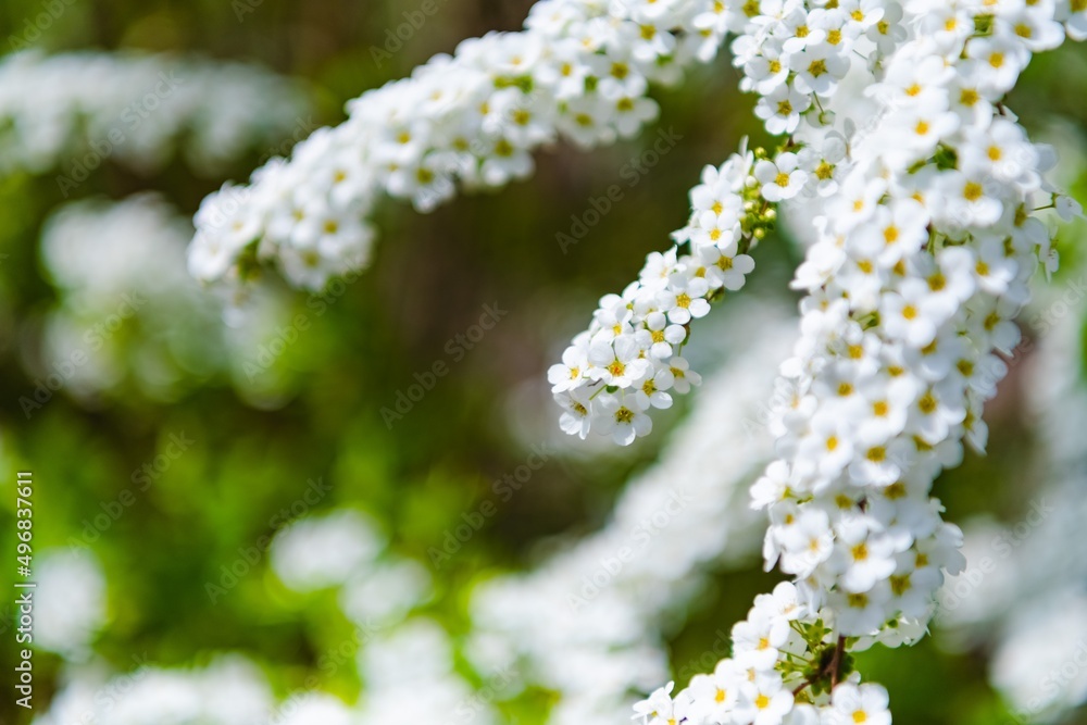 white flowers in the garden white flowers in the garden