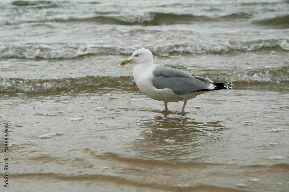 seagulls walk along the seashore.Seagull walking along seashore. Black-headed gull, Chroicocephalus ridibundus seagulls walk along the seashore.Seagull walking along seashore. Black-headed gull, Chroicocephalus ridibundus