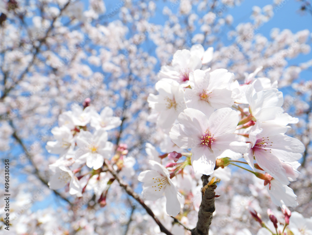 Cherry blossoms in full bloom under the blue sky in spring, Sakura flower, Nature or environment background