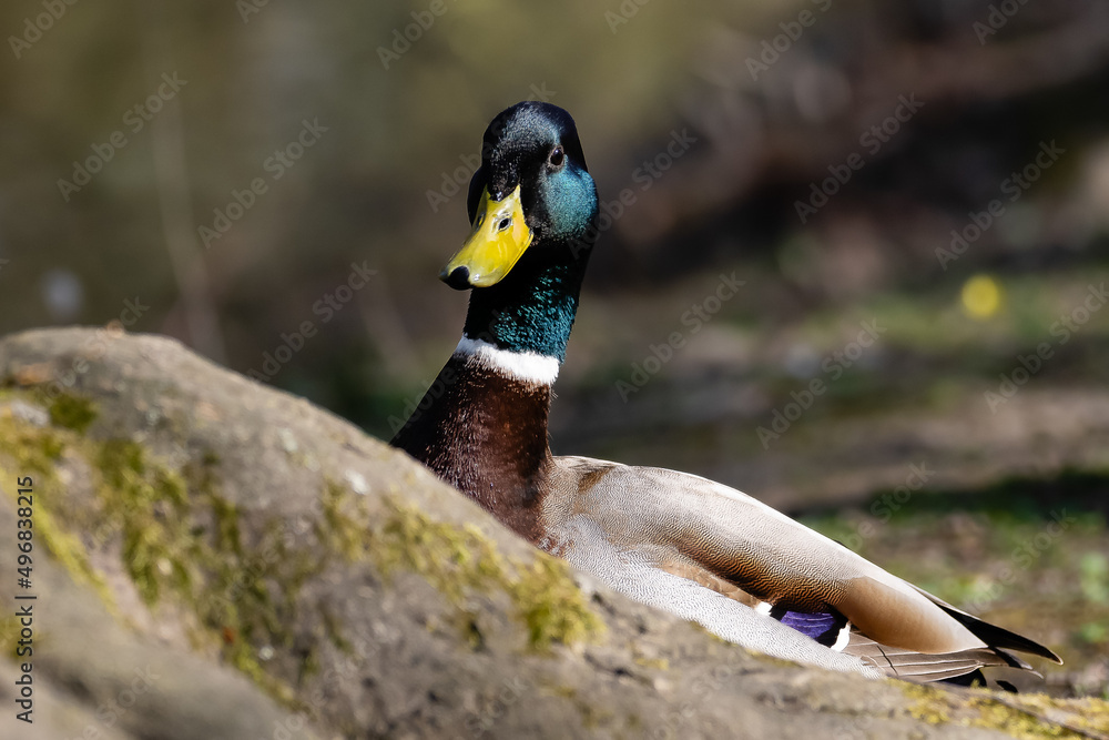 Fototapeta premium Beauty Pose einmal anders