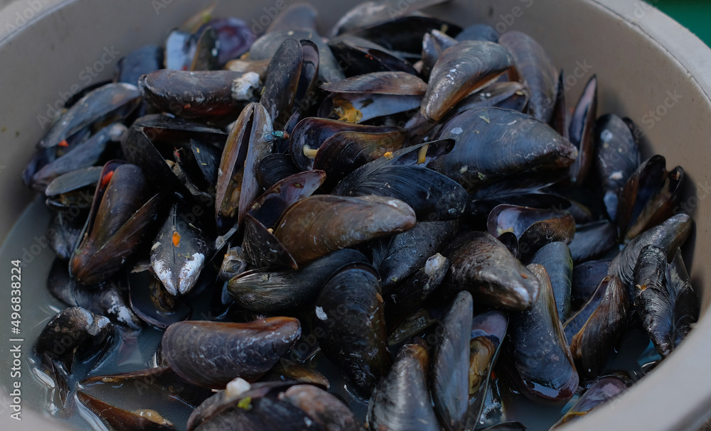 Asian green mussel with spicy seafood sauce. Serving of green mussels on a tray ready to eat. Perna viridis Asian green mussel with spicy seafood sauce. Serving of green mussels on a tray ready to eat. Perna viridis