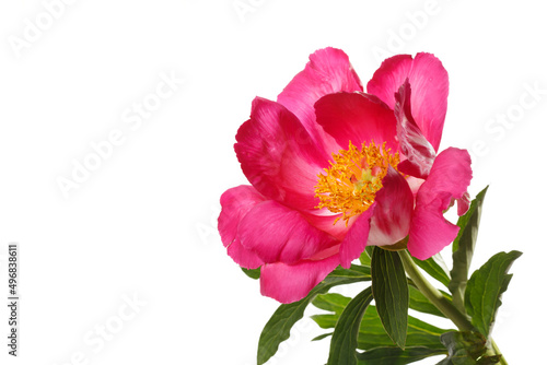 Peony flower with magenta petals and a yellow center isolated on a white background.