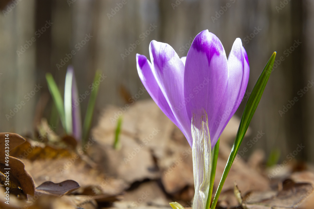 Close up of a woodland crocus, crocus tommasinianus, flower emerging into bloom Close up of a woodland crocus, crocus tommasinianus, flower emerging into bloom