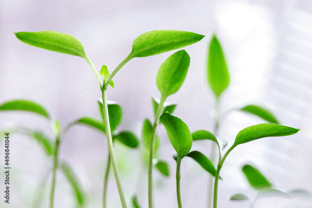 Young green eggplant sprouts grown at home. Growing vegetables at home. Young green eggplant sprouts grown at home. Growing vegetables at home.