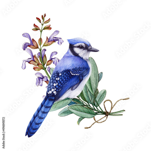 Canvas Print Blue jay bird with sage flowers