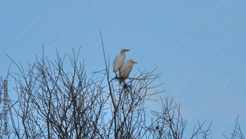 Couple of Western Cattle Egret Bubulcus Ibis searched on tree branch against blue clear sky Couple of Western Cattle Egret Bubulcus Ibis searched on tree branch against blue clear sky