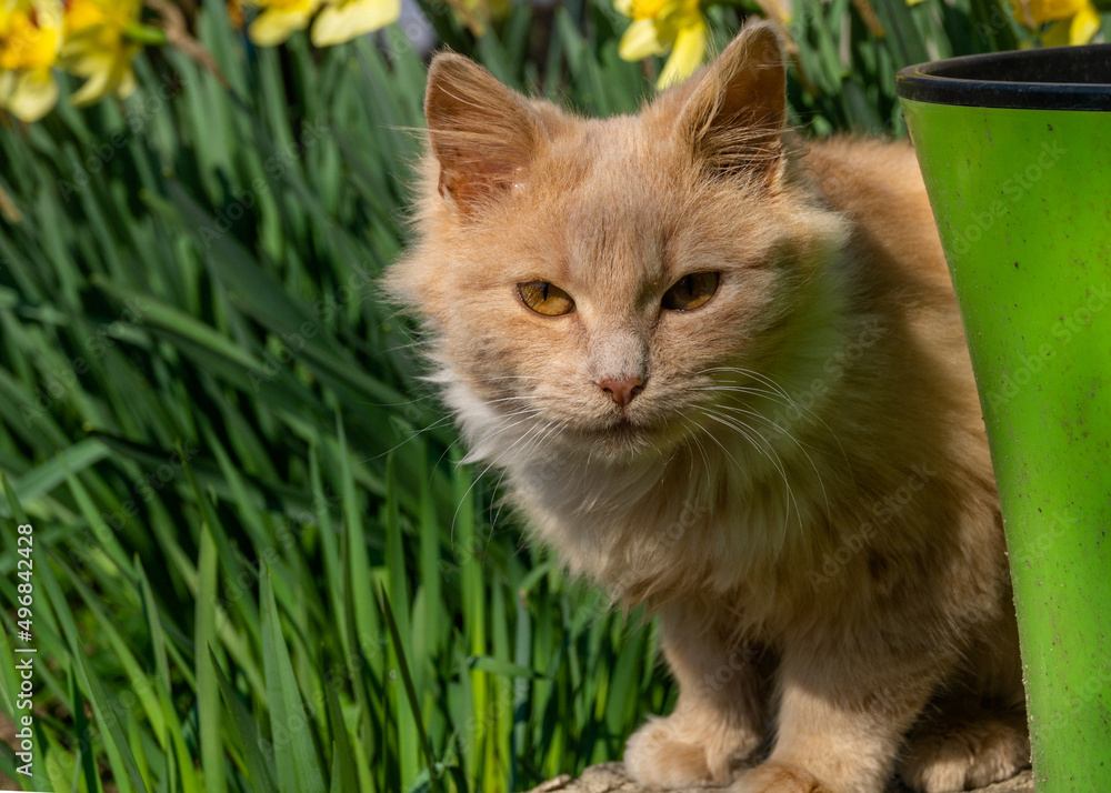 The red cat hid behind a green flower pot. A orange cat looks out from behind a flower pot. Cat in the garden. Red ginger tabby cat laying