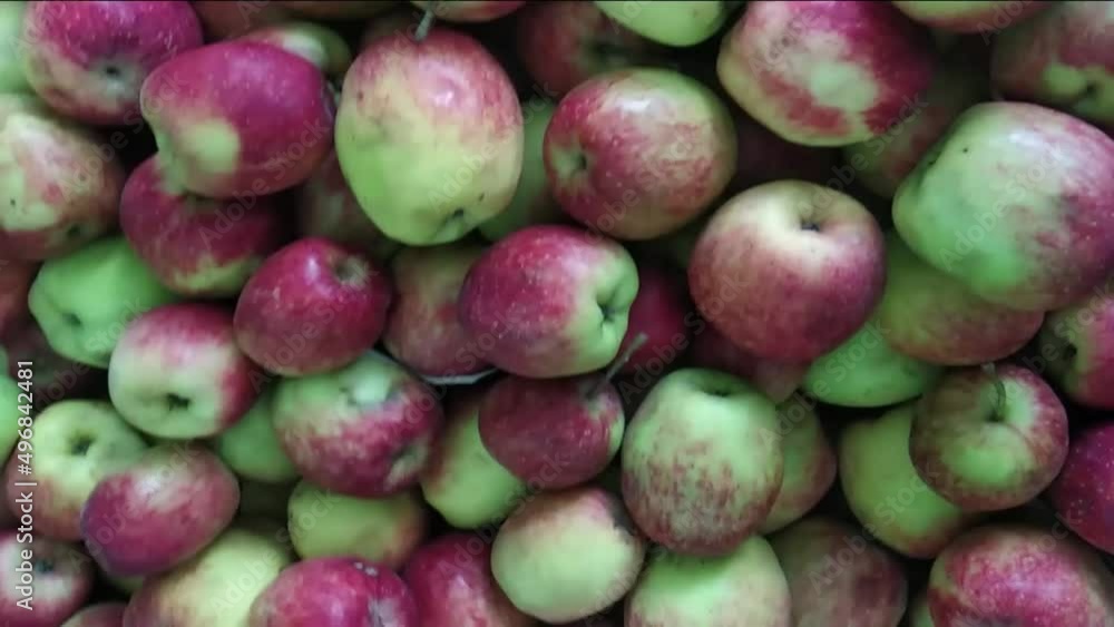 close up red green apple video, twisted shoot, Malus dosmetica and Malus sylvestris close up red green apple video, twisted shoot, Malus dosmetica and Malus sylvestris