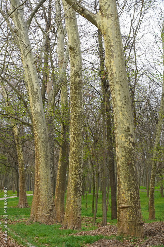 young forest with a green carpet in the spring of 2022. photo oe during the day.