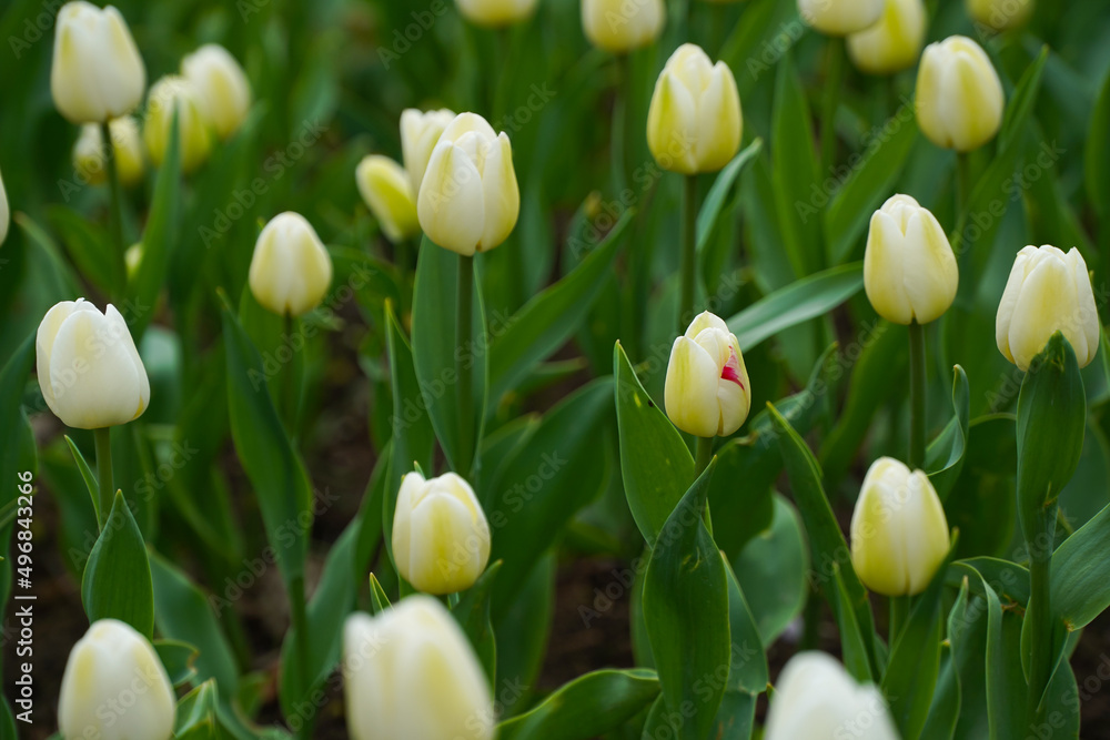 white tulips. beautiful tulips in the spring of 2022. photo during the day in natural light. white tulips. beautiful tulips in the spring of 2022. photo during the day in natural light.
