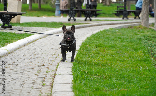 french bulldog. french bulldog in a public park. photo with green background.