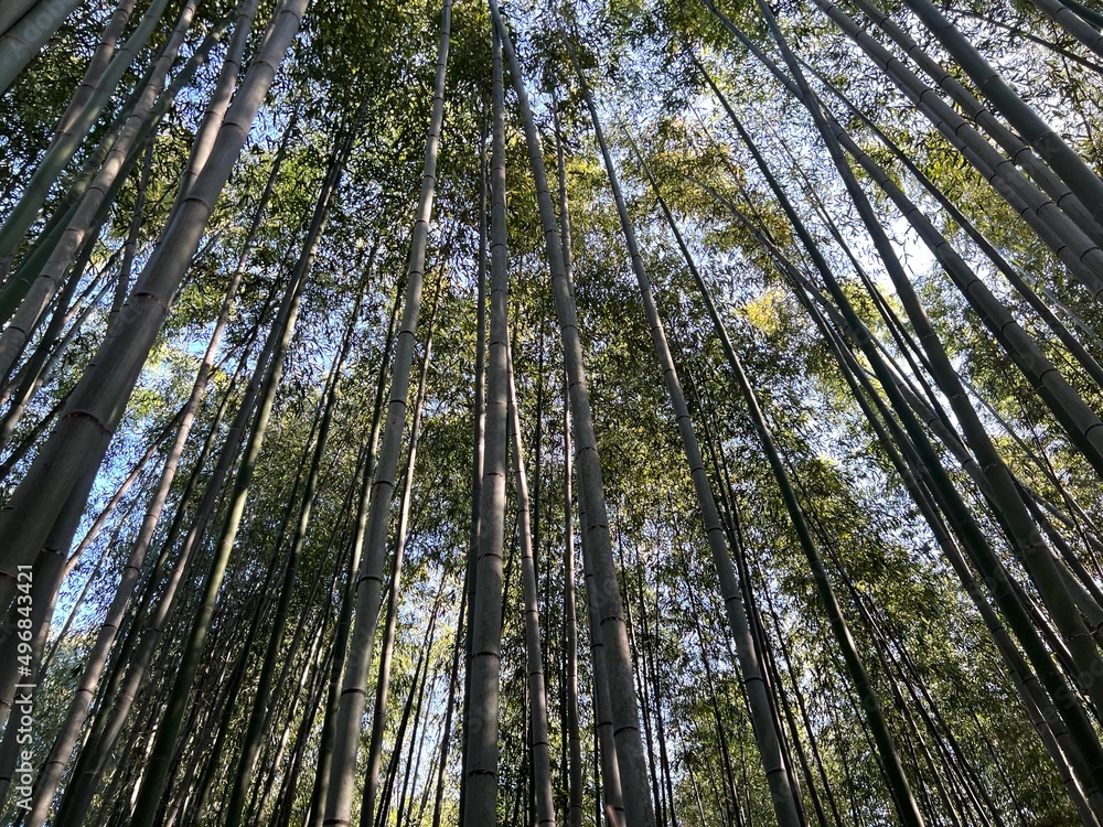 Fototapeta premium foret in Japan