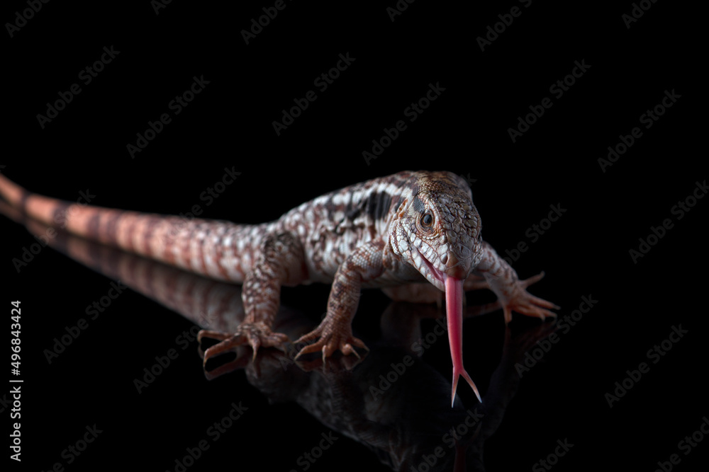 Naklejka premium Argentine Red Tegu Lizard isolated on black background