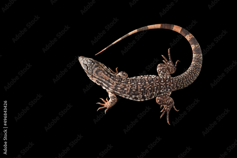 Naklejka premium Argentine Red Tegu Lizard isolated on black background
