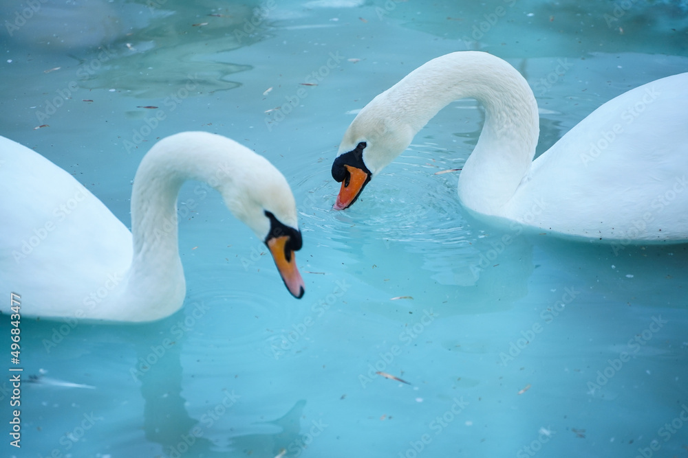 Obraz premium swan in captivity at a zoo. photo with blue background.