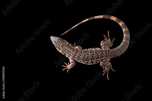 Argentine Red Tegu Lizard isolated on black background