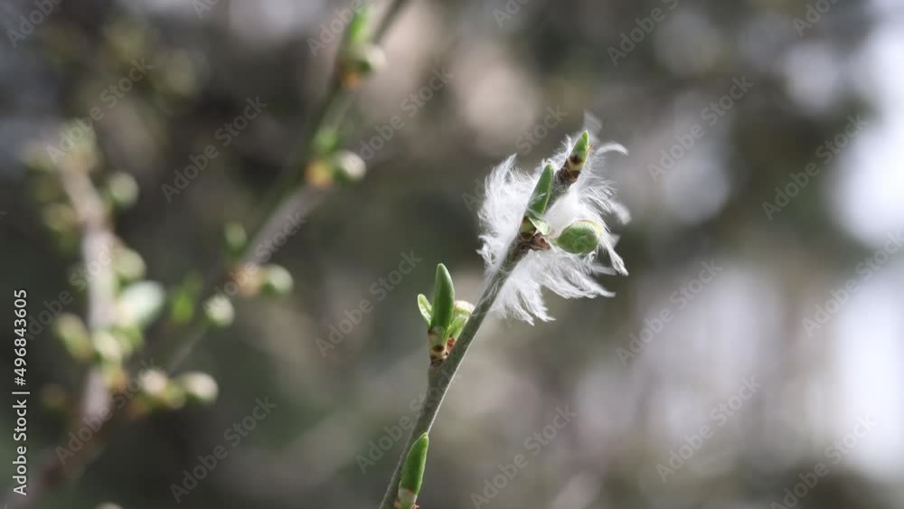 green plant in nature. 4k video spring concept
green plant in nature. 4k video spring concept
