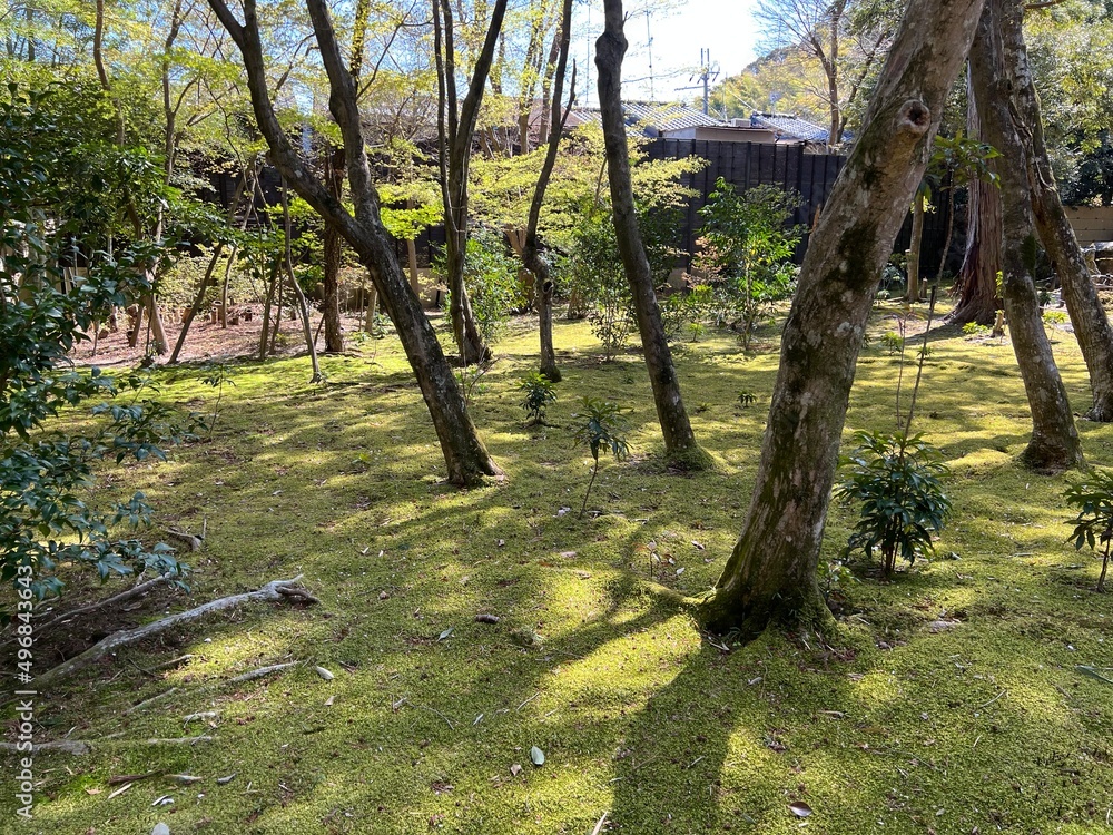 Fototapeta premium Japanese garden
