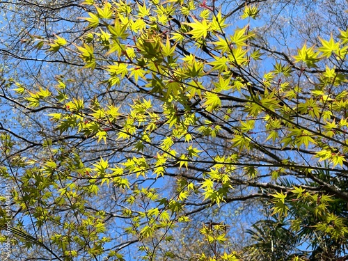 Maple leaves in spring