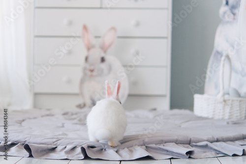Cute white rabbit bunny, Little bunny lies 