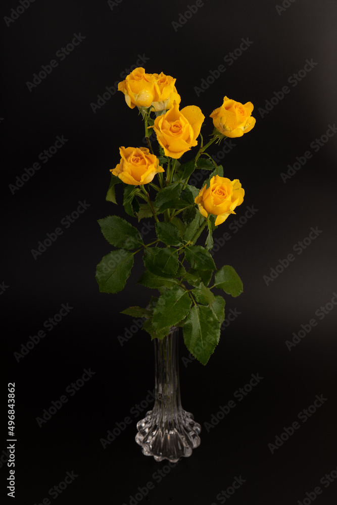 Yellow roses on the black isolated background. Closeup. For design, texture, borders, frame, background. Nature.