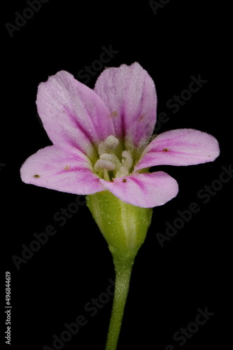 Annual Gypsophila (Psammophiliella muralis). Flower Closeup