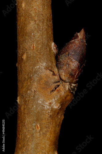 Pear (Pyrus communis). Lateral Bud Closeup