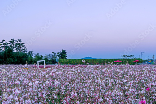 Wallpaper Mural 가우라 Torontodigital.ca