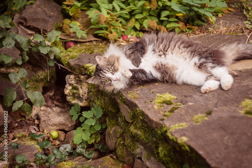 Striped Siberian fluffy cat lies on its back on the rocks in the greenery. Recreation with pets in nature