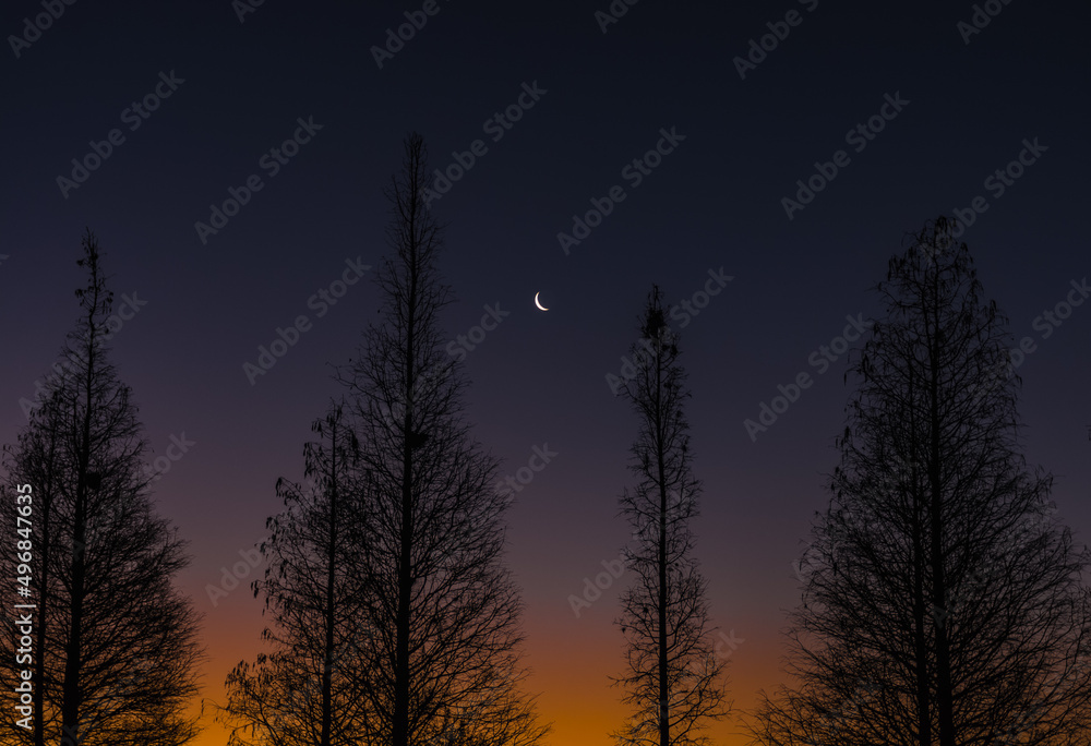 Fototapeta premium moon between trees at sunrise