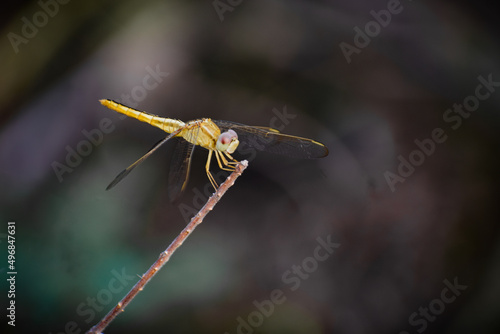 The scarlet skimmer (Crocothemis servilia) in pond of Sungei Bul