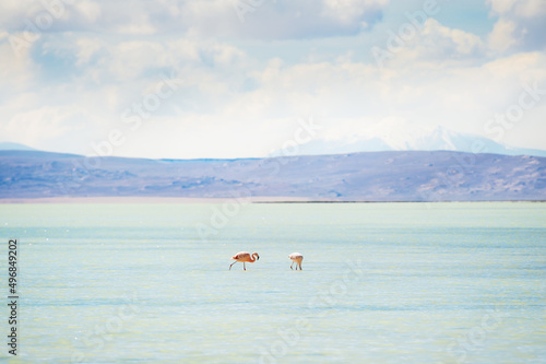 Two pink flamingoes in the blue water of lagoon. Altiplano plateau, Bolivia