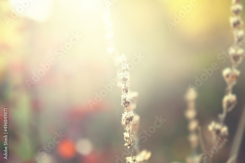 Wild grasses in a forest at sunset. Selective focus, vintage filter. Autumn nature background