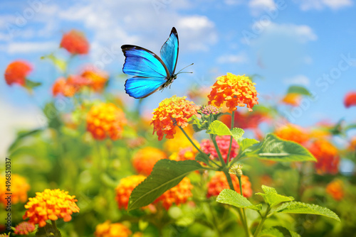 Beautiful spring summer image of Morpho butterfly on orange lantana flower against blue sky  on bright sunny day in nature, macro. © Laura Pashkevich
